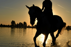 Navigating the track: practical tactics for first-time punters